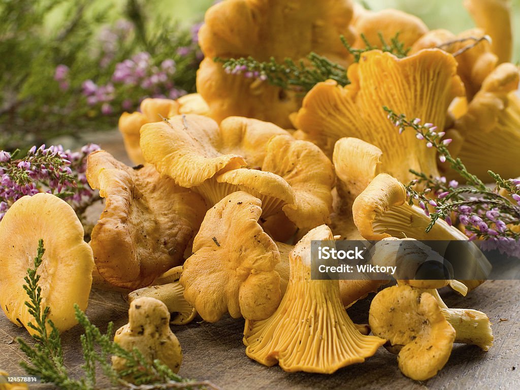 Seta chanterelle - Foto de stock de Aire libre libre de derechos