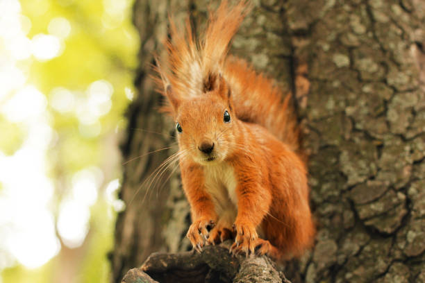 istock Sciurus. Rodent. Squirrel on a tree. Beautiful red squirrel in the park 1245789979