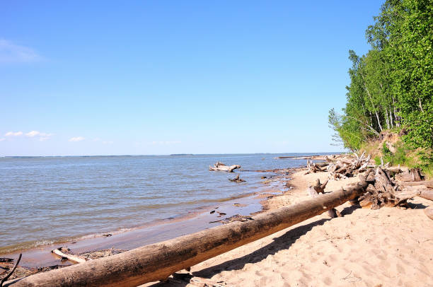 une grande bûche déversée d’un arbre se trouve sur une plage de sable au bord de la forêt par une journée ensoleillée d’été. - waters edge lake beach tree photos et images de collection