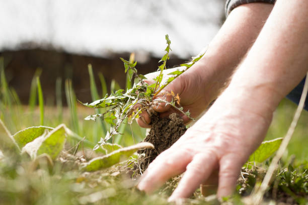 An old hand of active senior pulling out weed of his huge botanic garden; clearing; doing properly; hard work (focus on weed)