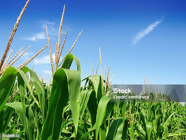 Corn Field Stock Photo - Download Image Now - Agricultural Field, Agriculture, Blue