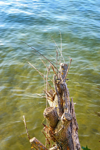 istock Dried pale colored tree trunk stump hangs over the water. 1245805469