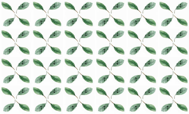 istock Fresh green branch on a white background 1245816266
