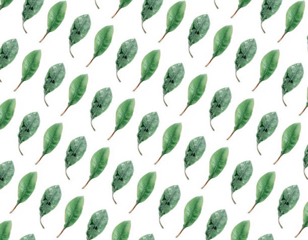 istock Fresh green branch on a white background 1245816281