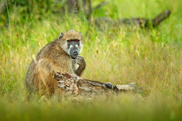 istock Chacma baboon, Papio ursinus, monkey from Moremi, Okavango delta, Botswana. Wild mammal in the nature habitat. Monkey feeding fruits in the gren vegetaton. Wildlife nature in Africa. 1245820061