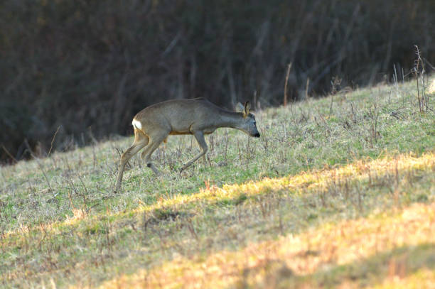 istock Roe deer with antlers in growth comes from dense bushes to graze in spring 1245827893