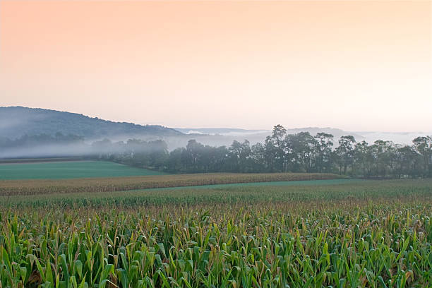 cornfield amanecer en la niebla - morning cereal plant fog corn crop fotografías e imágenes de stock