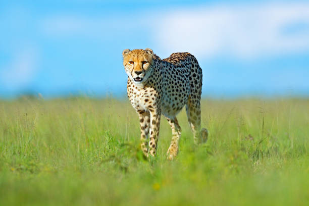 chita, acinonyx jubatus, gato salvaje andante. mamífero más rápido de la tierra, botswana, africa. chita en hierba, cielo azul con nubes. gato salvaje manchado en hábitat natural. - big cat fotografías e imágenes de stock