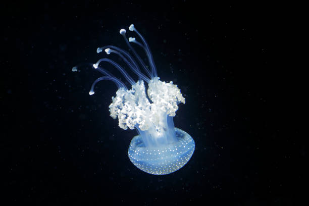 филлохиза punctata, австралийский пятнистый медузы в темной морской воде. белые голубые медузы в естественной среде обитани�я океана. вода плав� - white spotted jellyfish фотографии стоковые фото и изображения