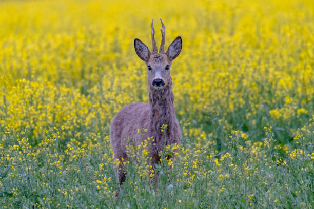 istock Roe deer buck standing on a flowery rape field with yellow flowers 1245842011
