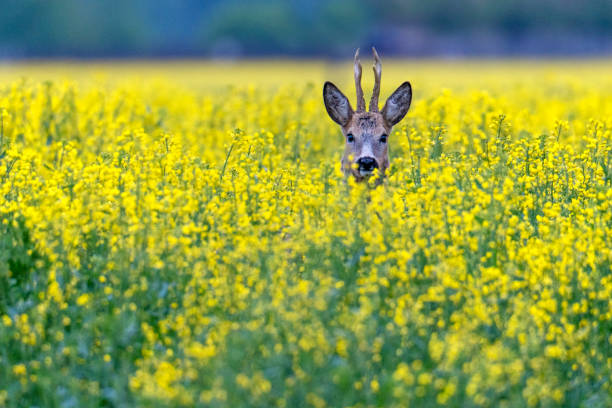 istock Roe deer buck standing on a flowery rape field with yellow flowers 1245842013