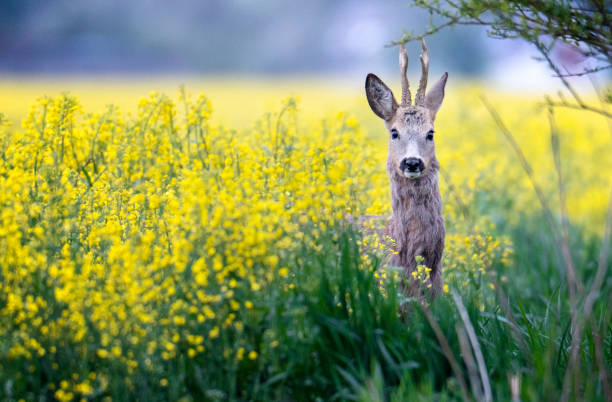 istock Roe deer buck standing on a flowery rape field with yellow flowers 1245842019