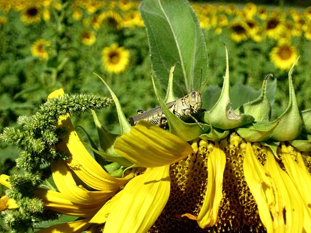 Grasshopper & Sunflowers stock photo