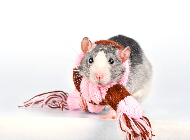istock Cute decorative rat with woolen striped scarf close-up 124585134
