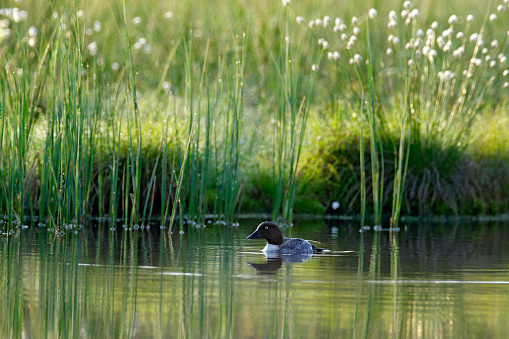 Common pochard, Aythya ferina, is diving duck from Europe. Bird in the beautiful habitat, bird with cotton grass. Summer in the Finalnd. Wildife scene from nature.