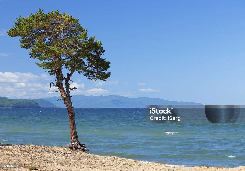 Lake Baikal. Lonely tree ashore Beach Stock Photo