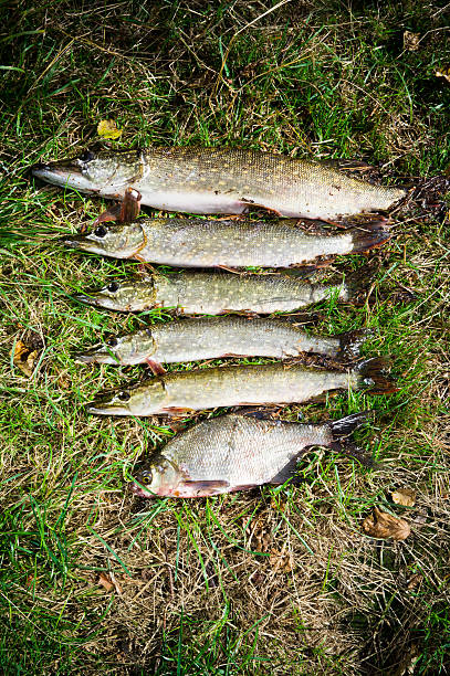 Great catch pike Caught pike lie on the grass in size from large to small Pikefish stock pictures, royalty-free photos & images