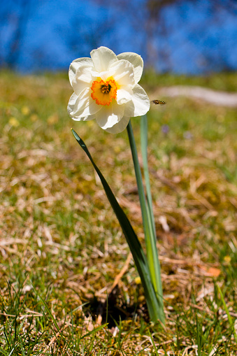 Close-up of the yellow and white flower of a wild daffodil plant that is growing in the forest on a warm spring day in May with blurred dried leaves in the background.