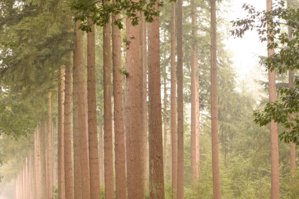 Early morning sunrise in a pine tree forest in the Veluwe nature reserve in Gelderland, The Netherlands during a late summer morning.