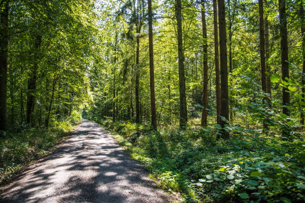 istock Hiking trail in the light-flooded summer forest 1245860453