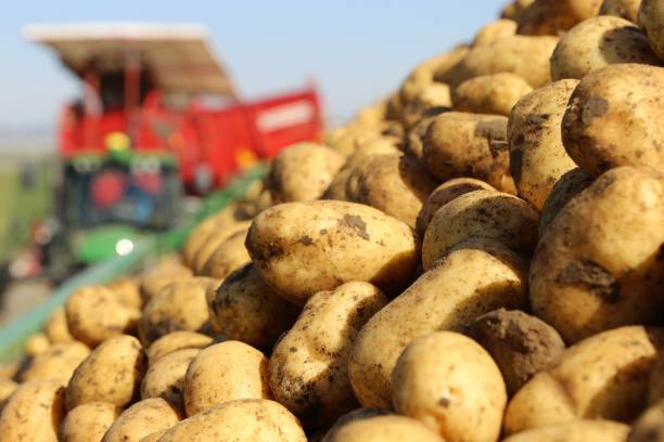 istock Agricultural potato harvest 1245861613
