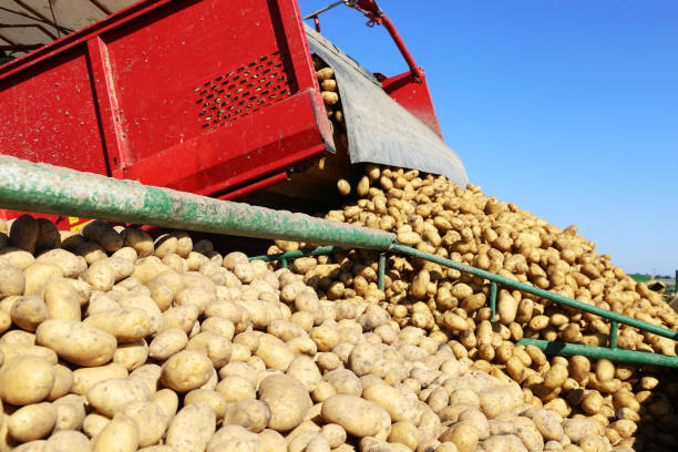istock Agricultural potato harvest 1245861624