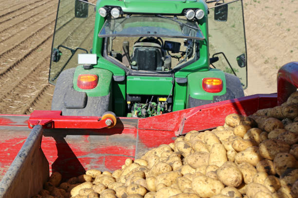 istock Agricultural potato harvest 1245861635