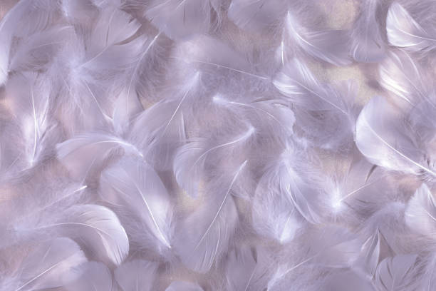 istock Angelic Lilac Shimmering Silk and Fluffy feathers background 1245864380