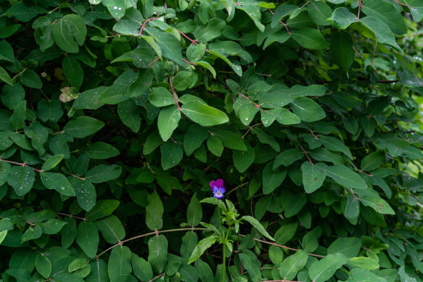 istock pansies in a bush 1245871295