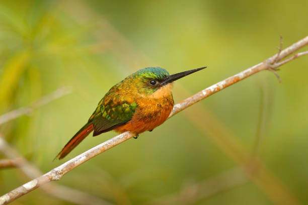 istock Rufous-tailed Jacamar, Galbula ruficauda, exotic bird sitting on the branch with clear green background on Trinidad and Tobago. Wildlife scene from tropic nature. 1245875044