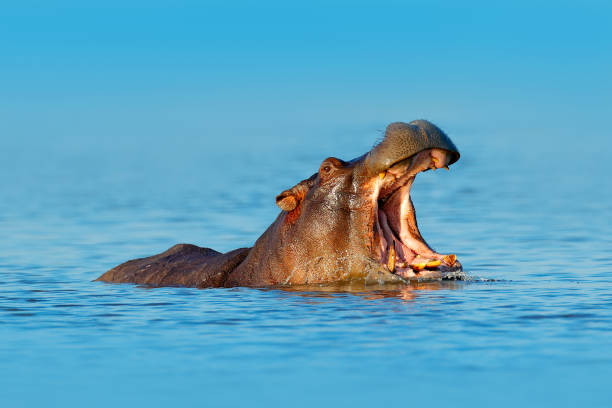 istock Hippo with open muzzle in the water. African Hippopotamus, Hippopotamus amphibius capensis, with evening sun, animal in the nature water habitat, Botswana, Africa. Wildlife scene from nature. 1245875051