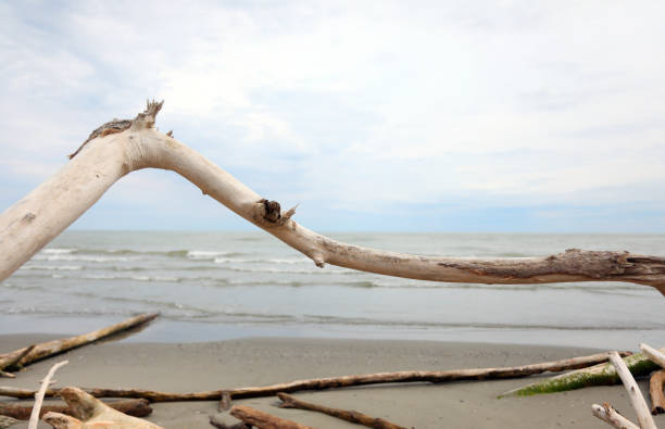 A tree branch is leaning over the water. The branch is dry and has no leaves. The water is calm and the sky is cloudy