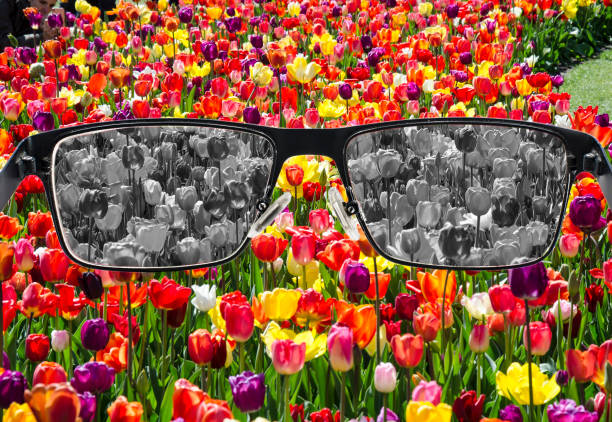 istock Looking through glasses to bleach tulips field. Color blindness 1245878245