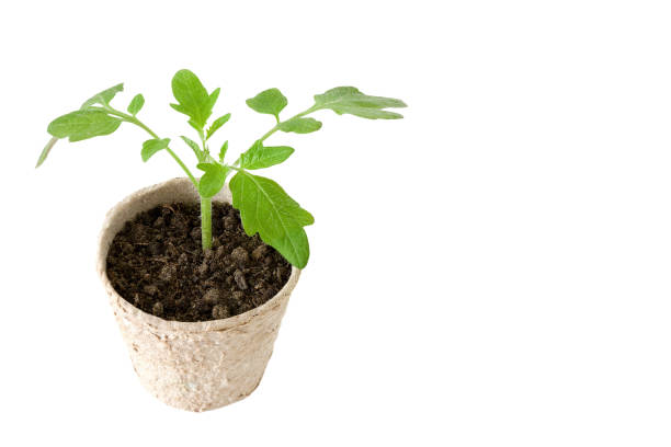 istock Young tomato seedling sprouts in the peat pots isolated 1245883719