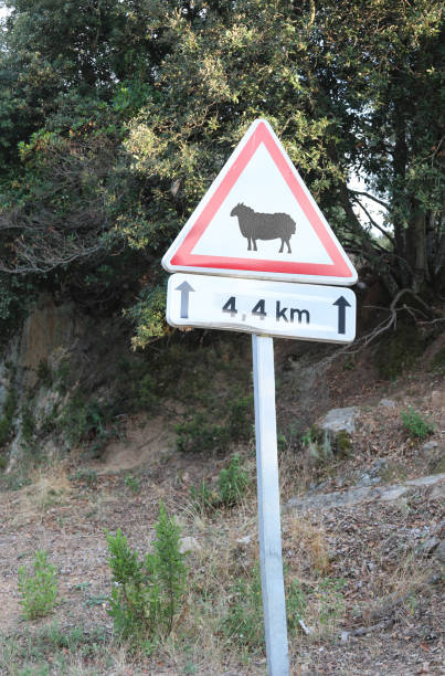 istock road sign with draw of a sheep 1245887515