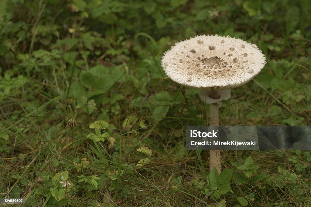 Parasol mushroom (Macrolepiota procera) - Lizenzfrei Blatt - Pflanzenbestandteile Stock-Foto