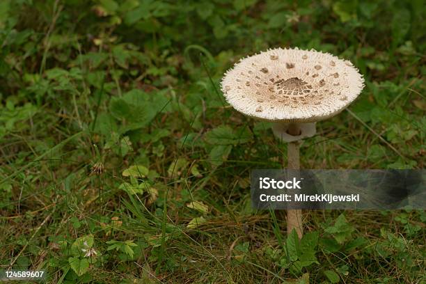 Parasol Mushroom Stockfoto und mehr Bilder von Blatt - Pflanzenbestandteile - Blatt - Pflanzenbestandteile, Braun, Farbbild