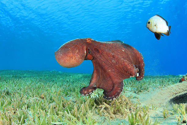 ośmiornica i damselfish - day octopus zdjęcia i obrazy z banku zdjęć