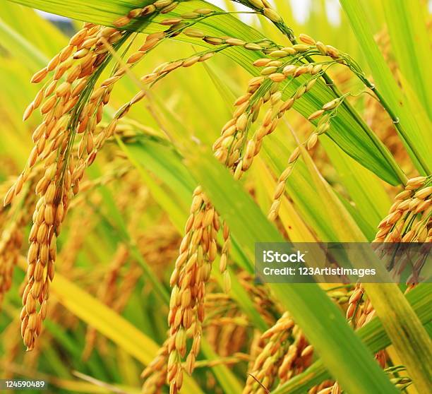 Golden Ryż W Gospodarstwie - zdjęcia stockowe i więcej obrazów Azja - Azja, Bez ludzi, Bliskie zbliżenie