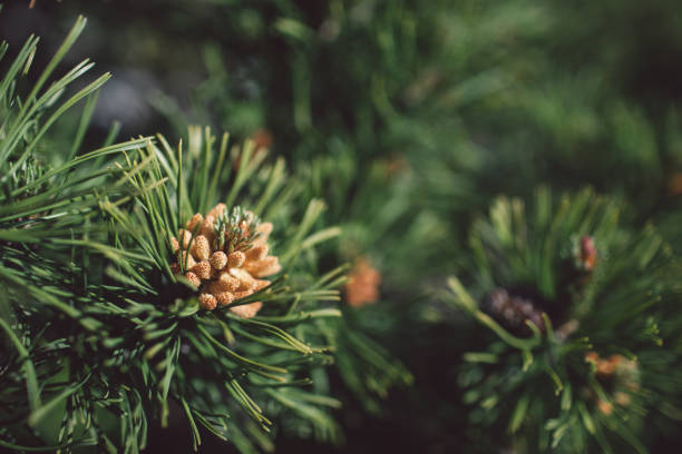 istock Close-Up Of Pine Cone On Tree 1245905393