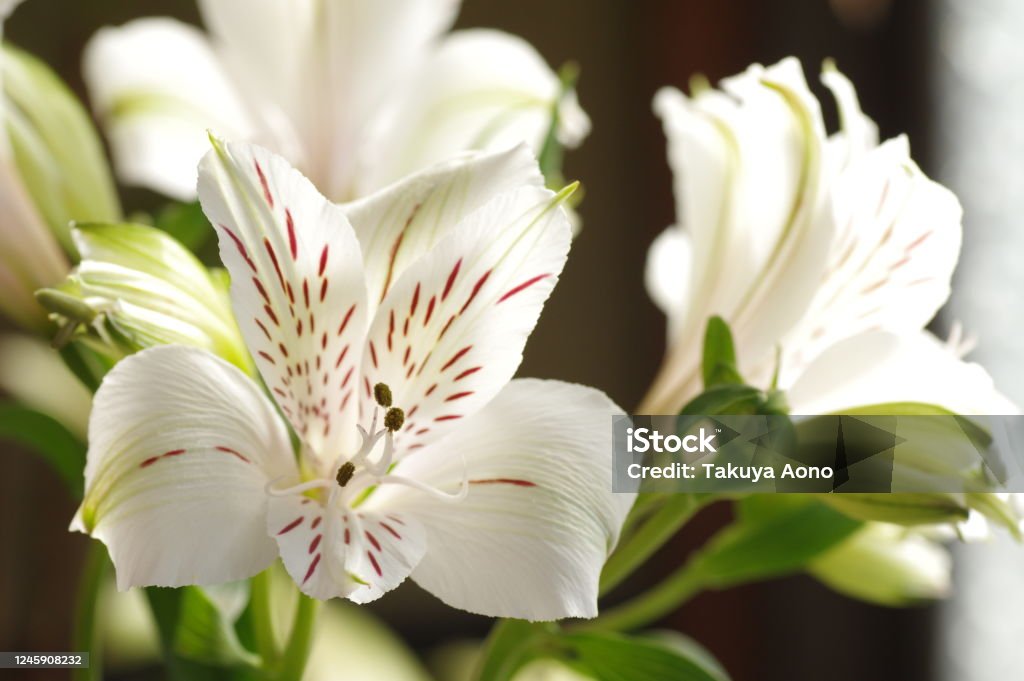 Flores De Alstroemeria Foto de stock y más banco de imágenes de Alstroemeria  - Alstroemeria, Flor, Blanco - Color - iStock