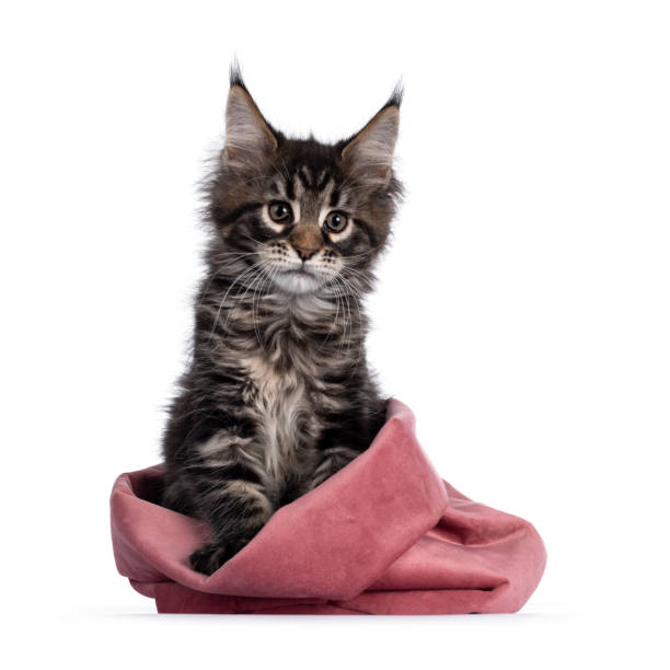 istock Classic tabby Maine Coon kitten on white background 1245908779