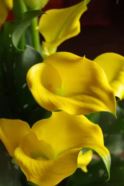 Photo of Yellow calla lily