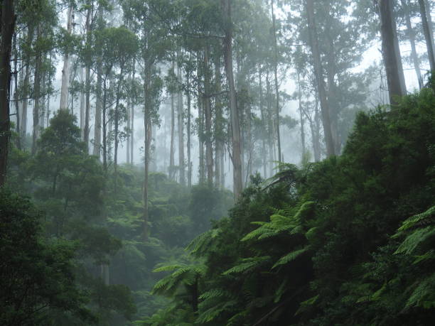 istock Tall trees and tree ferns in the fog 1245909698