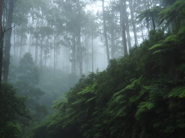 istock Tall trees and tree ferns in the fog 1245909719
