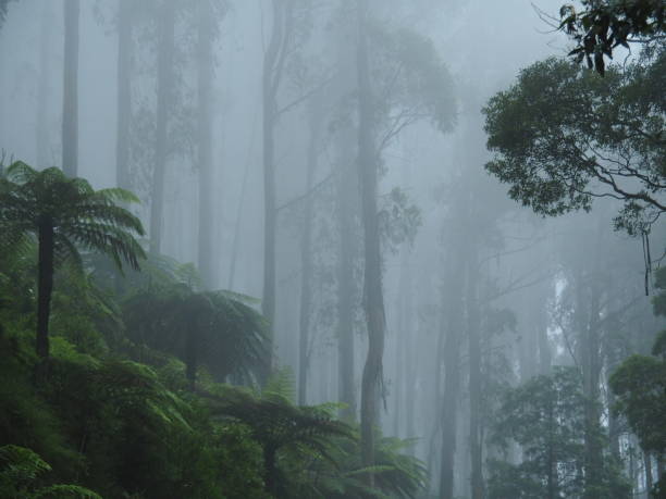 istock Tall trees and tree ferns in the fog 1245909751