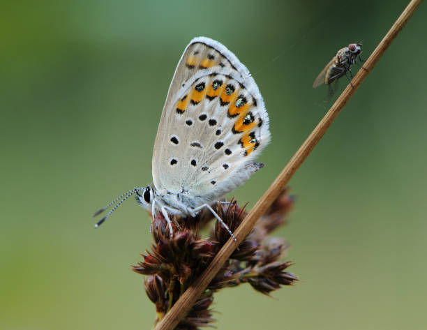 istock The common blue butterfly Polyommatus icarus and fly on a glade on a summer day on a blade of grass 1245914902