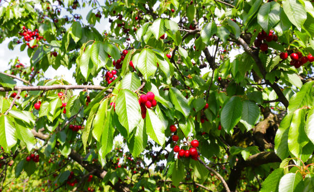 istock cherries in the cherry tree in an orchard in spring 1245917940
