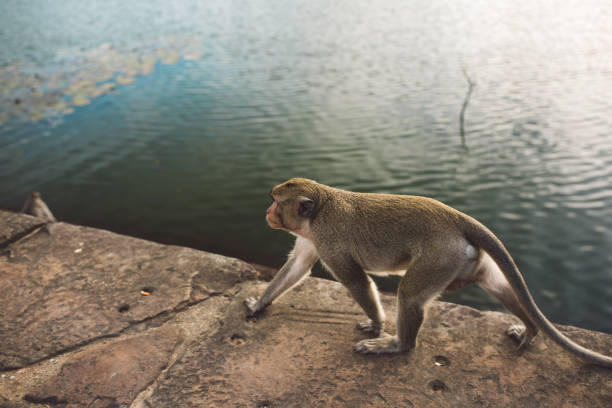 Monkeys macaques in a forest glade in Thailand