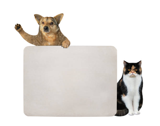 istock Dog and cat with big blank sign 2 1245920953